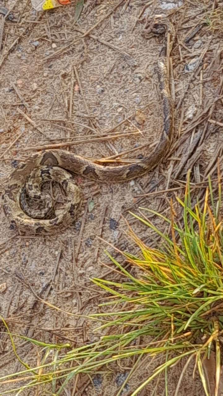 Sem transporte, mãe encontra cobra no caminho até a escola, em Mogi