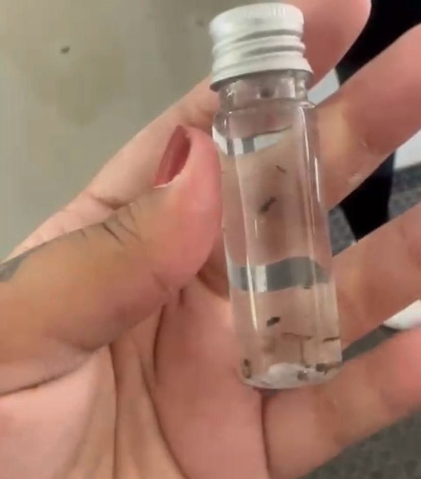 Ferraz encontra mais de 40 larvas do Aedes em residência no Dia D de Combate a Dengue