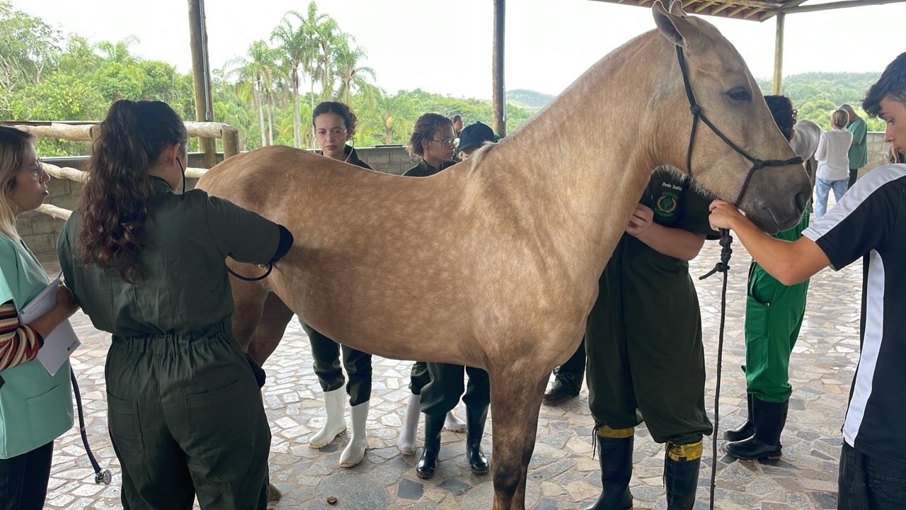 Alunos de Medicina Veterinária da UMC têm aula com animais de grande porte