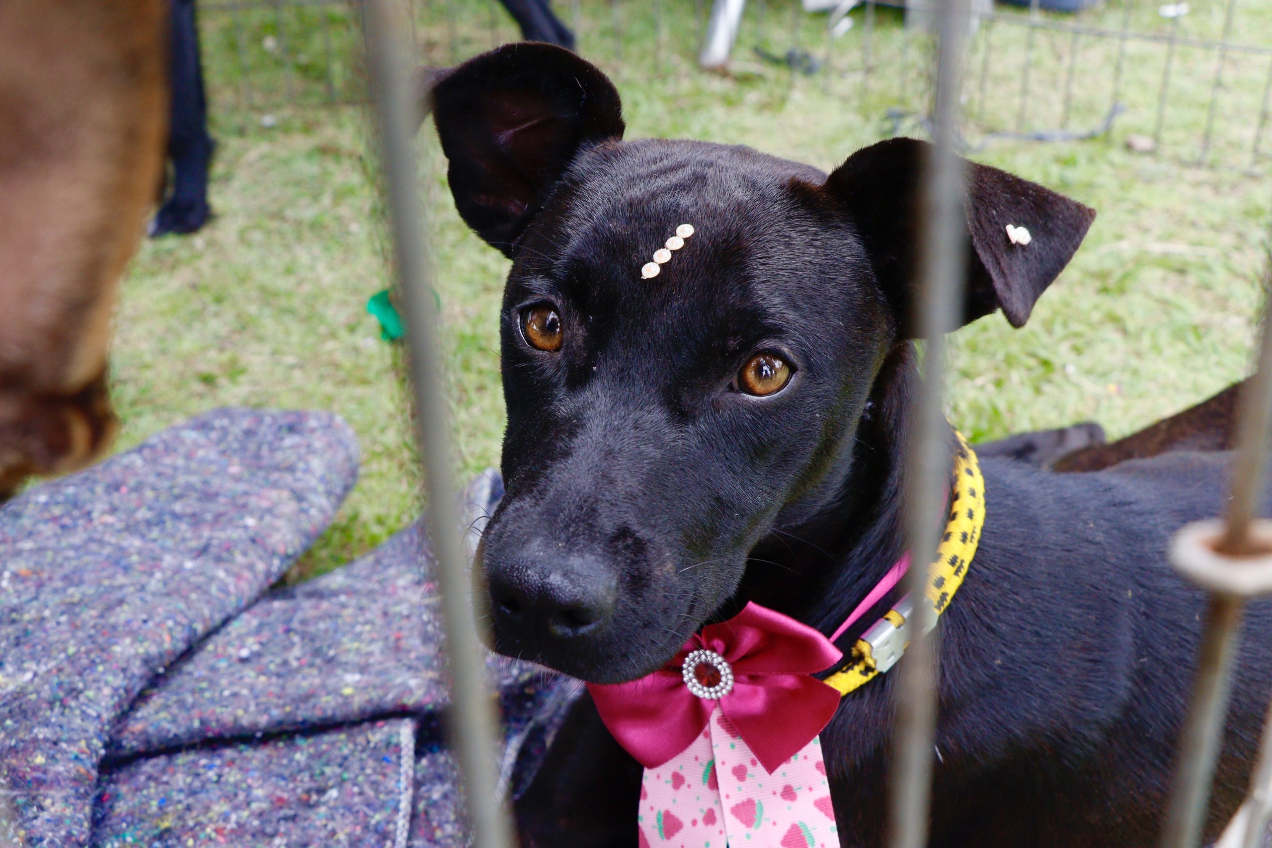 ‘Baby, me Leva!’ terá cerca de 50 animais para adoção, em Suzano