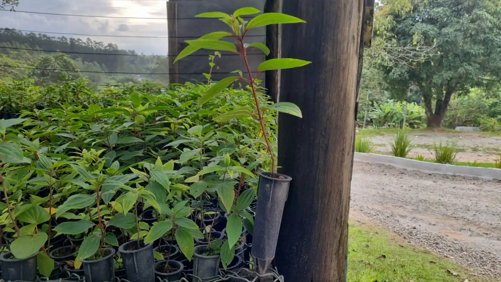 Instituto Embu inicia ação de sustentabilidade da Festa do Divino 2024