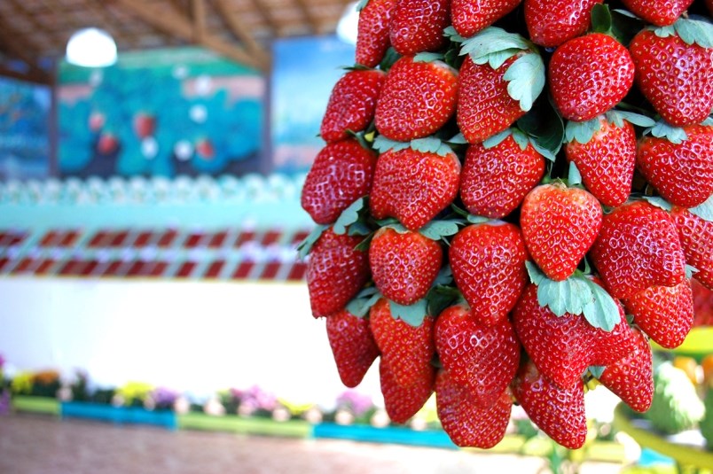 Poá recebe 1ª Festa do Morango a partir desta quinta (16)