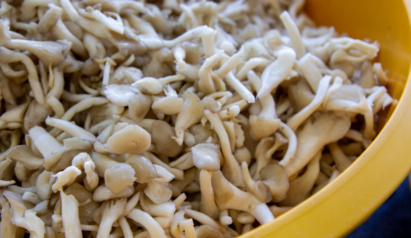 Entenda o que muda na fungicultura com a assinatura da nova regulamentação 