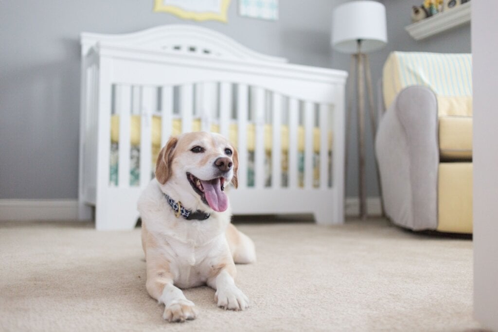 Cachorro bege deitado no chão de quarto de bebê com berço e poltrona ao fundo