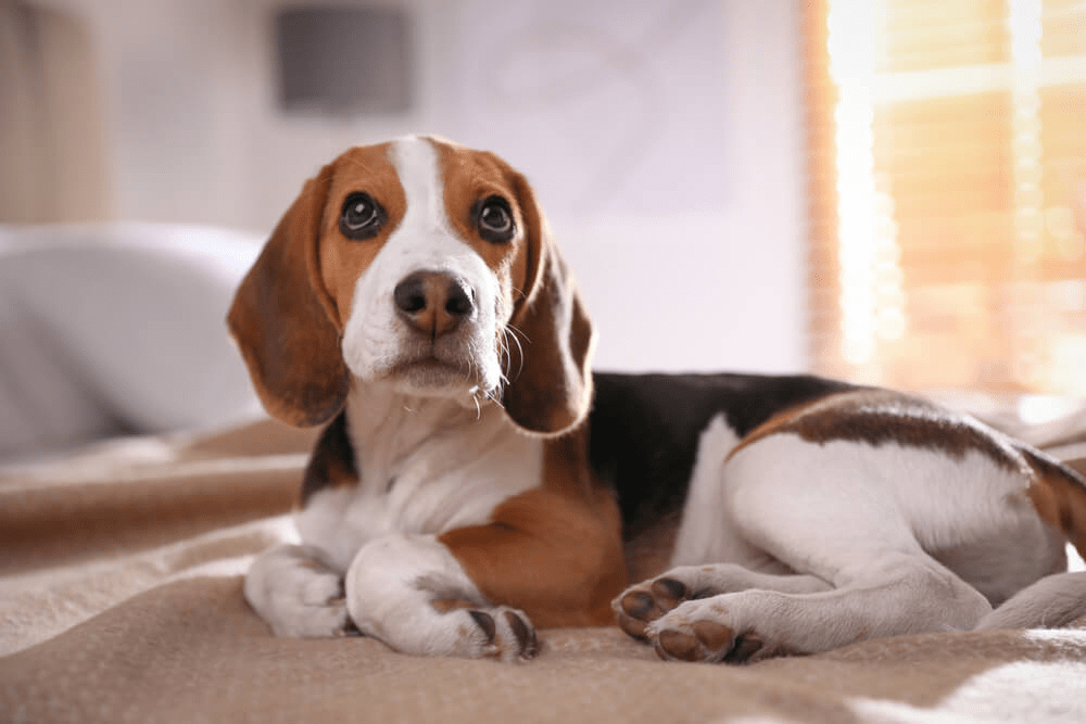 8 raças de cachorro que não precisam de tosa