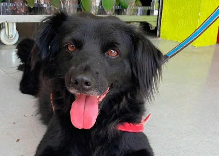Conheça alguns dos cãezinhos que buscam uma nova família no FestCão, em Mogi das Cruzes