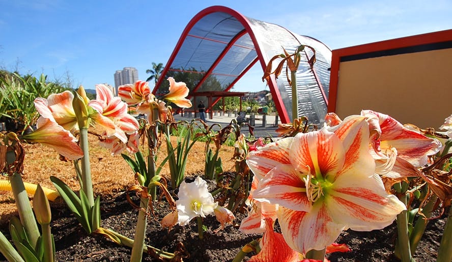 Parque da Cidade, localizado no Parque Santana | Divulgação/PMMC