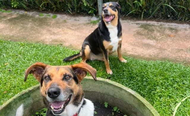 Cães e gatos buscam um novo lar em evento de adoção em shopping de Mogi