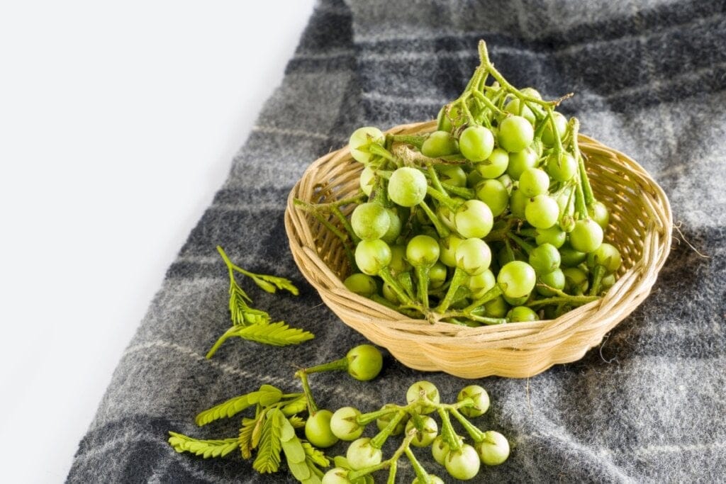 Cesta de vime contendo frutos verdes de jurubeba recém-colhidos