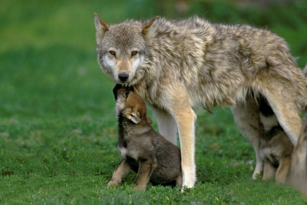 Lobo-cinzento grande e um filhote em cima de uma grama verde