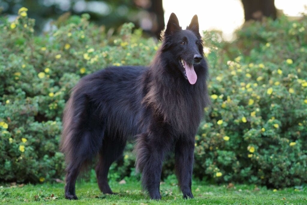 4 características do cachorro da raça pastor belga