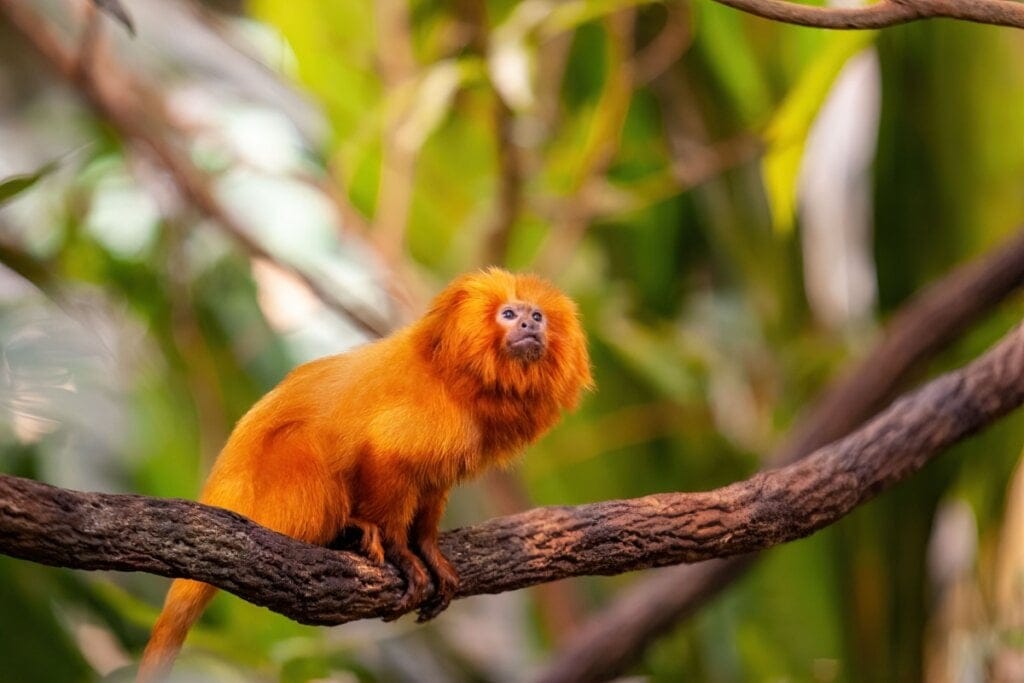 7 animais que só existem no Brasil 