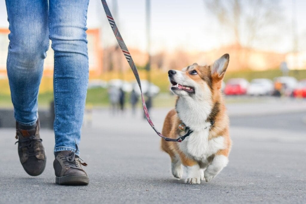 10 dicas para curtir o Carnaval com o seu cachorro 