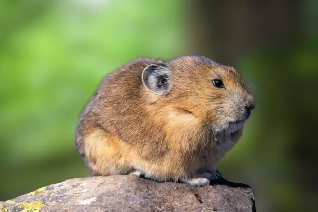 Pika-de-Ili em cima de uma pedra em uma floresta