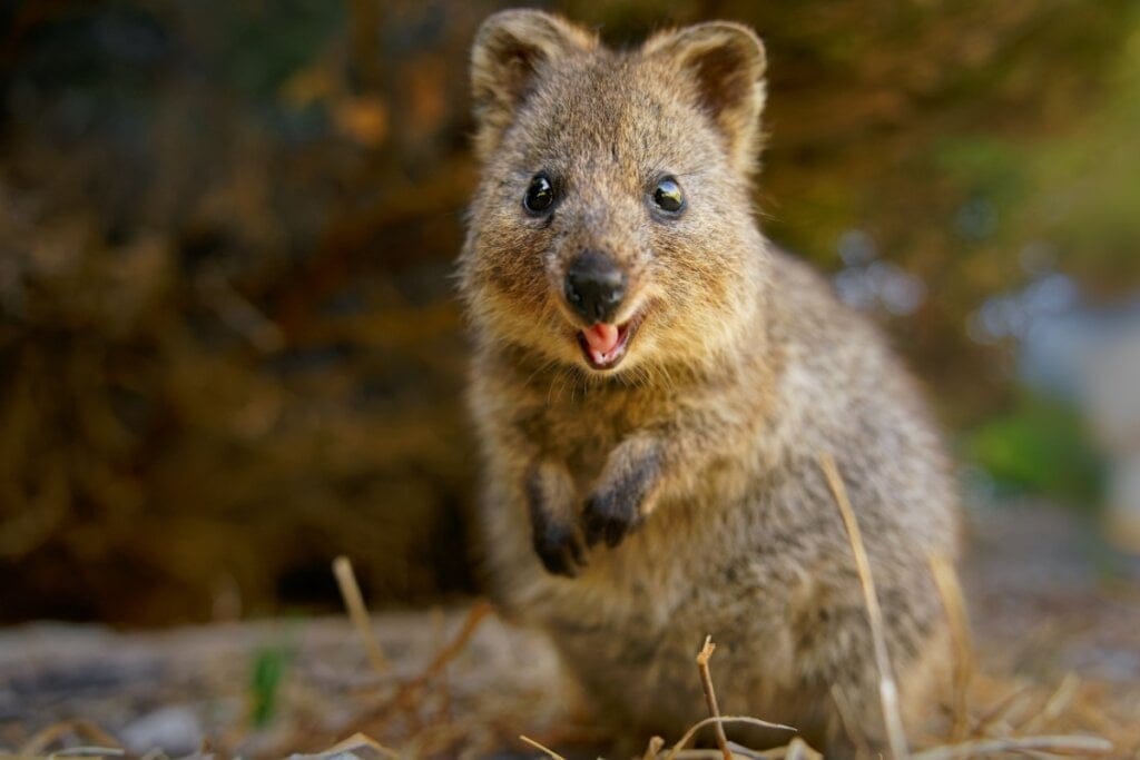Quokka em pé no chão de uma florest 