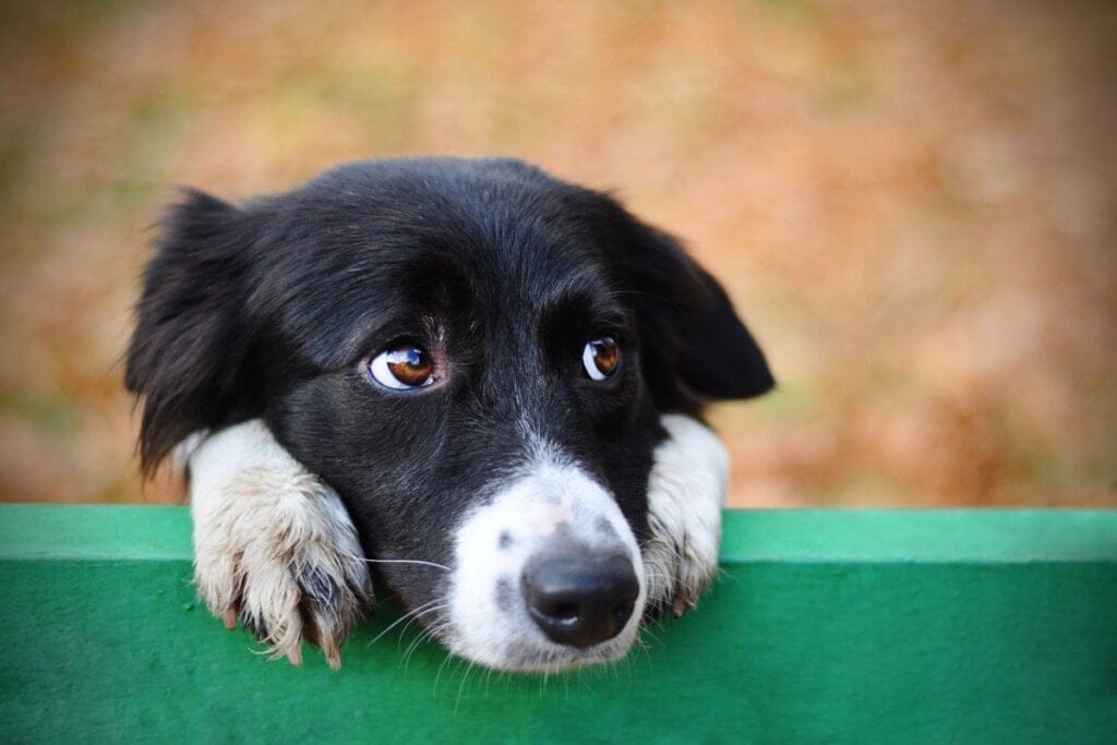 Cachorro olhando para o lado e com a cabeça deitada em uma cerca de madeira verde