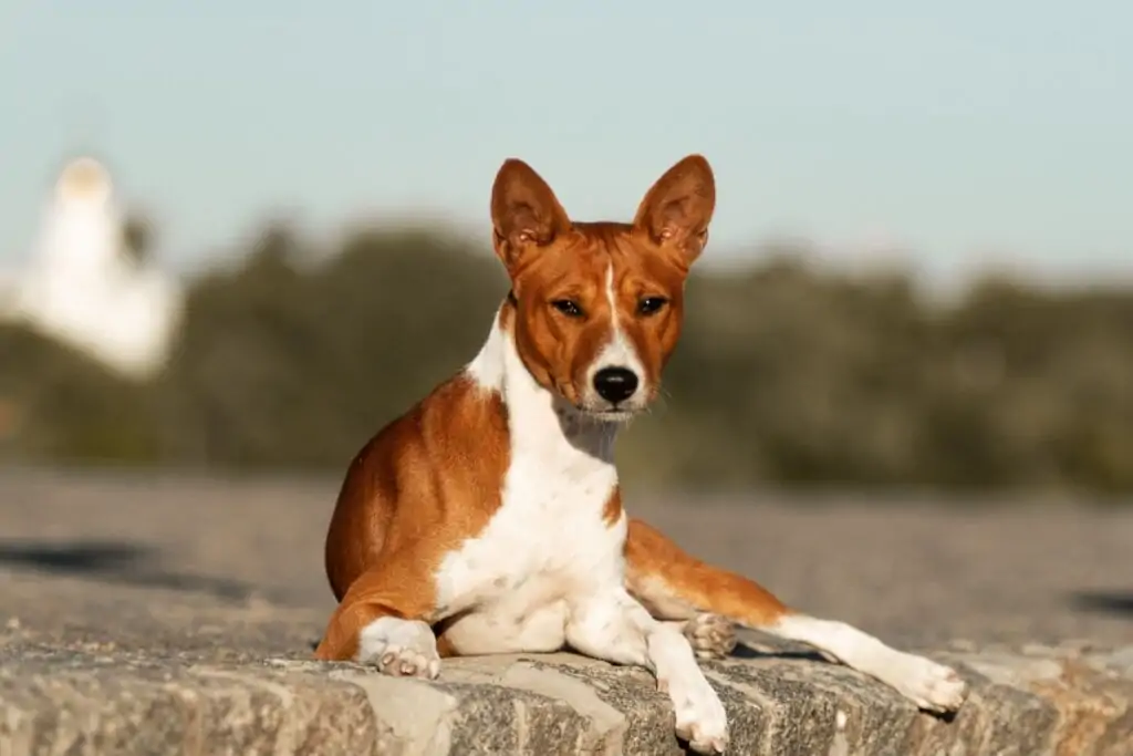 8 raças de cachorros mais saudáveis 