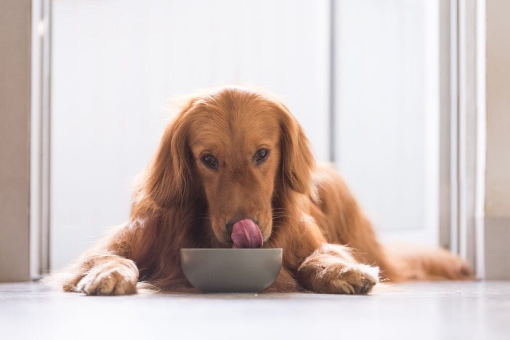 6 alimentos de Páscoa tóxicos para animais de estimação