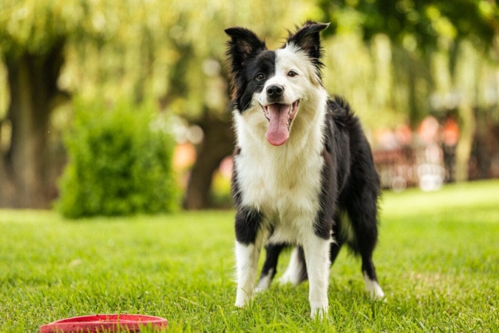 Cachorro da raça border collie brincando com disco no quintal
