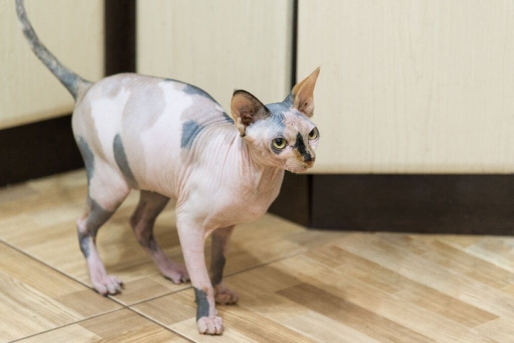 4 características do gato da raça peterbald 