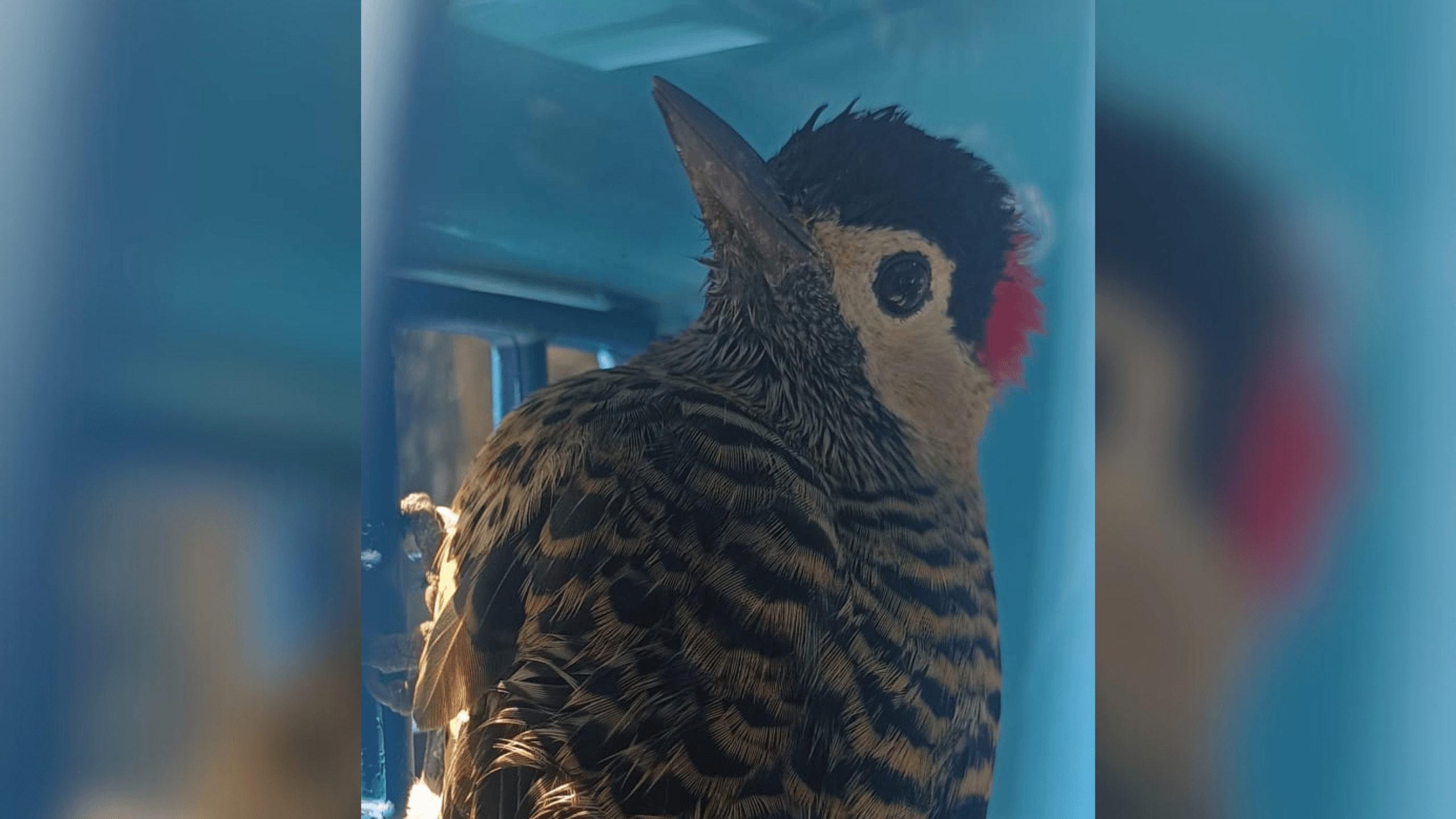 Guarda Municipal resgata pica-pau ferido em Suzano