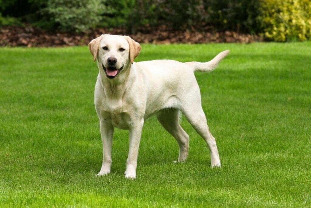 Cachorro labrador retriever de pé em gramado ao ar livre