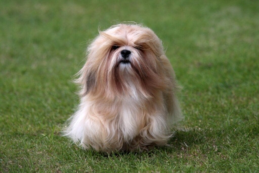 Cachorro da raça lhasa apso com pelagem longa  marrom e branca andando na grama ao ar livre