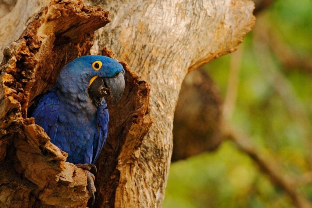 Arara-azul em oco de árvore 