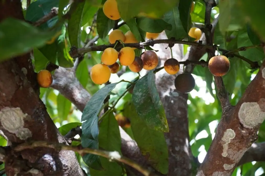7 ingredientes amazônicos para usar em sorvetes