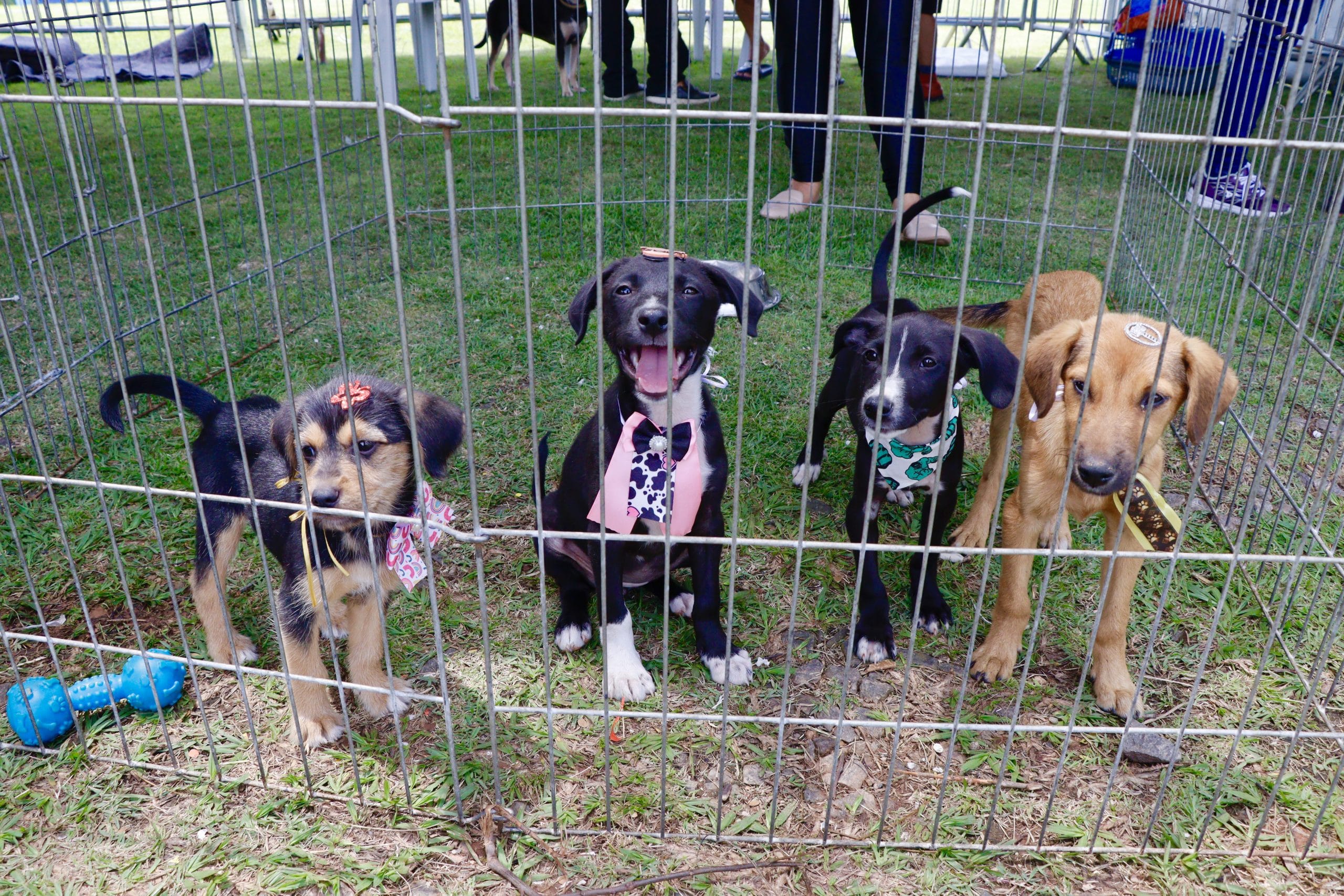 'Baby, me Leva!’ reúne 50 pets em busca de uma nova família em Suzano