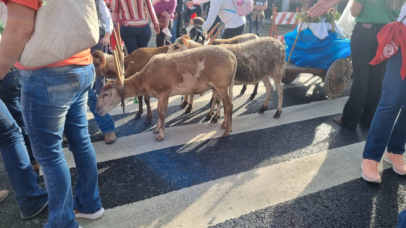 Foto do Carrosel