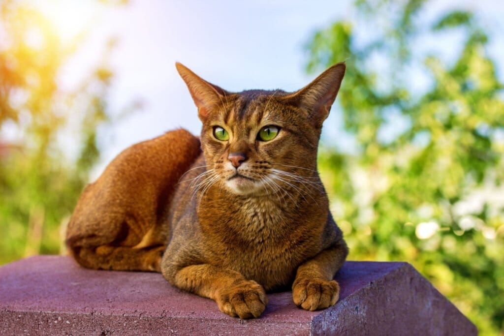 Gato abissínio em ambiente aberto