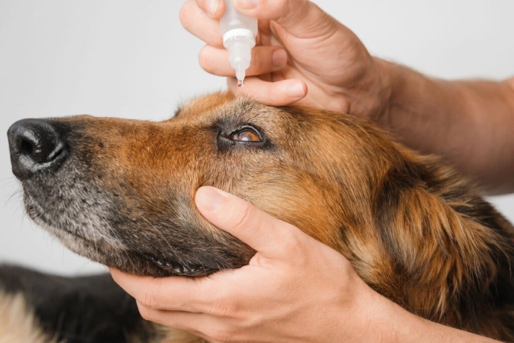 mãos segurando cabeça de cachorro marrom e pingando colírio no olho do animal