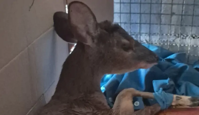 Veado-catingueiro resgatado em Mogi das Cruzes morre após sofrer ataque de cães