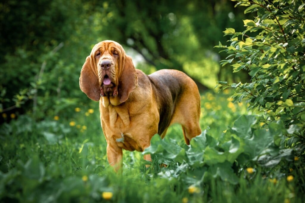 8 animais com o olfato poderoso 