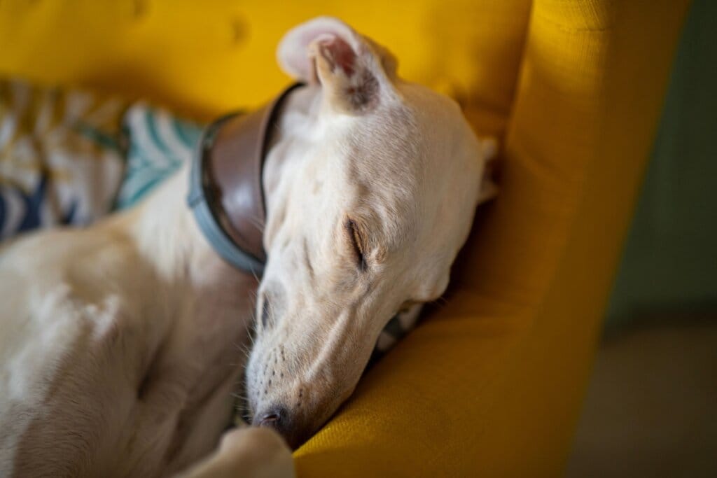6 diferenças entre os cães das raças whippet e galgo inglês