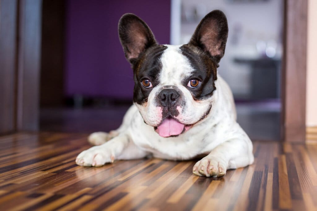 12 nomes fofos para cachorros pequenos 