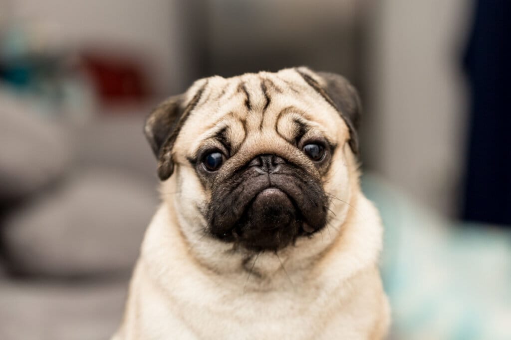 Cão da raça pug