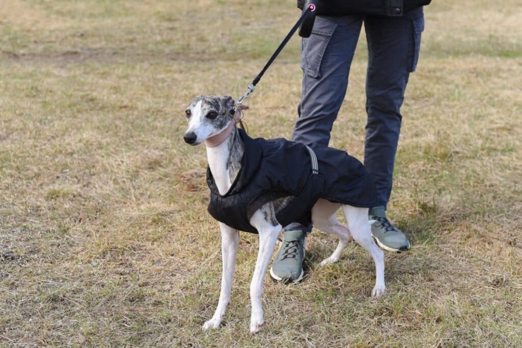 Cachorro whippet com pelagem branca usando roupa preta