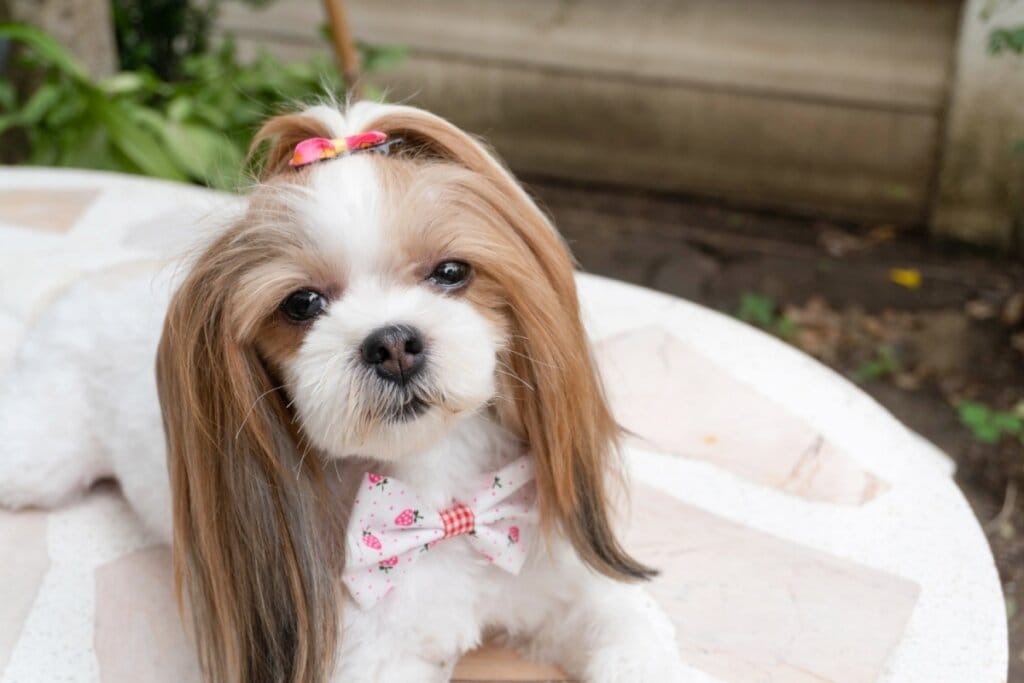Cachorra deitada em um puff branco e usando laço rosa