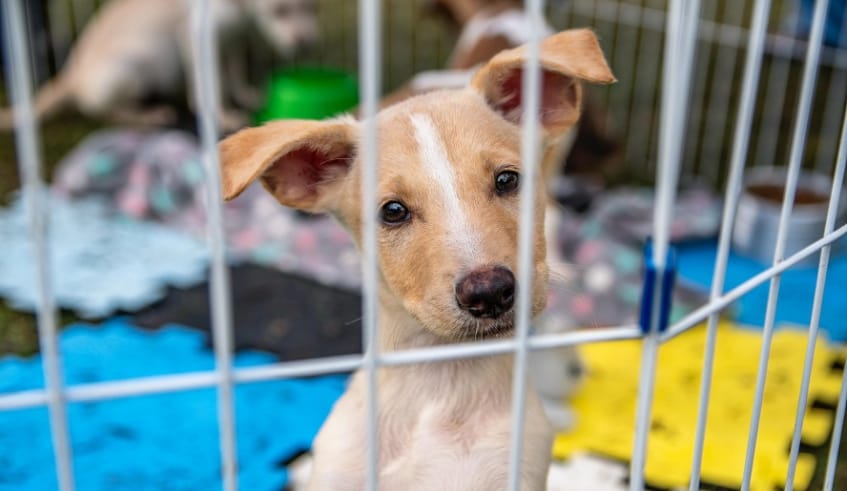 Cães e gatos resgatados buscam um novo lar em feira de adoção em Mogi das Cruzes