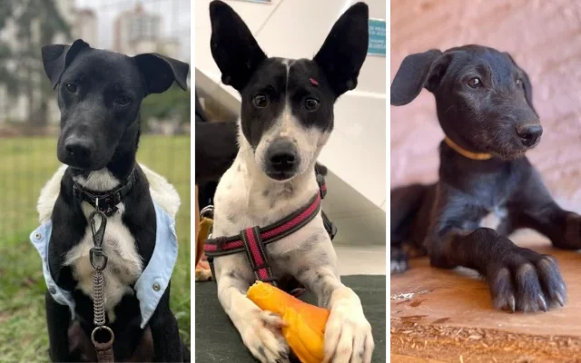 ONG Fera promove evento de adoção neste sábado (20), em Mogi