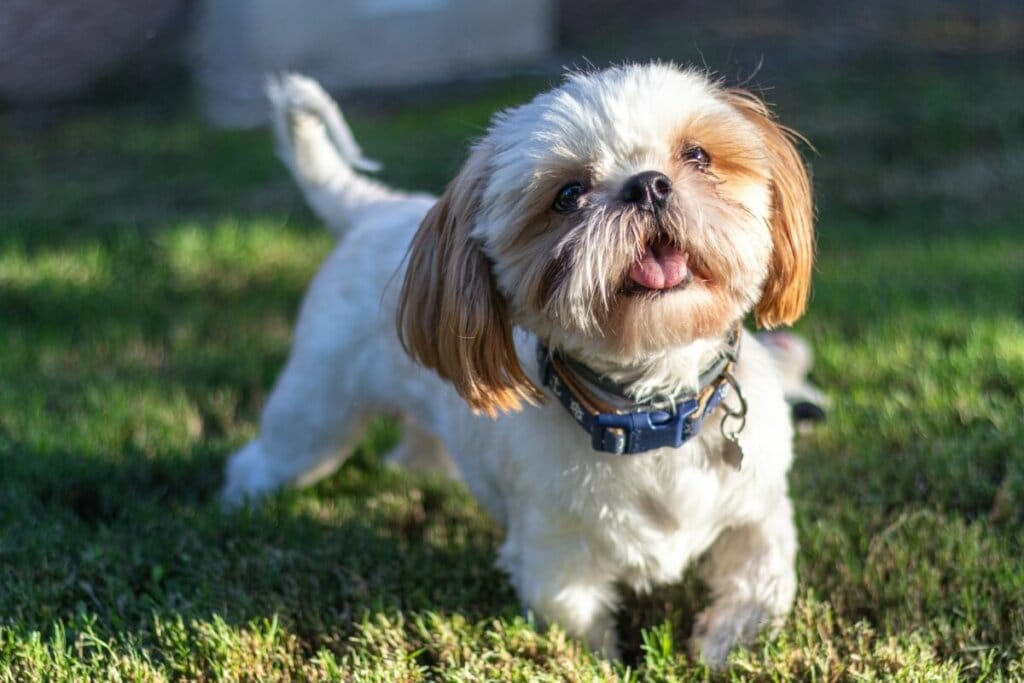 Cachorro da raça shih tzu com pelo branco e marrom andando na grama