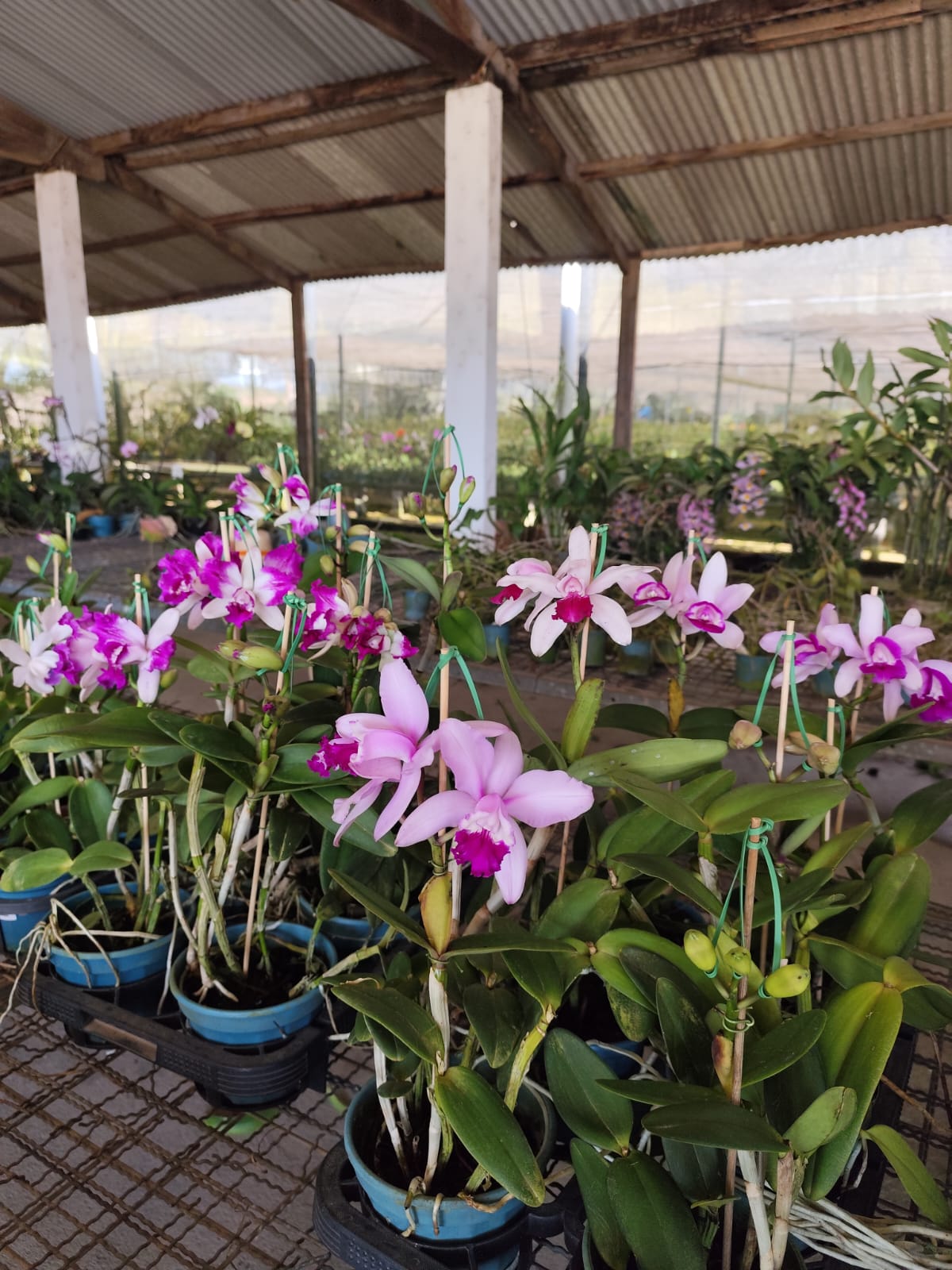 Orquidário Oriental de Mogi dá início ao Festival das Orquídeas neste fim de semana