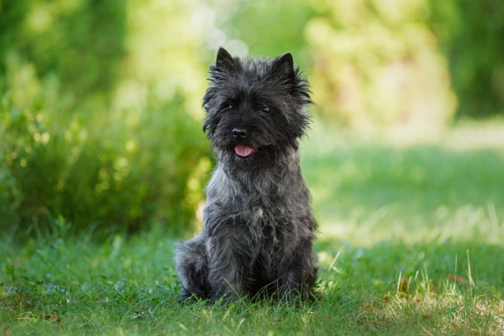 4 características do cachorro da raça cairn terrier 