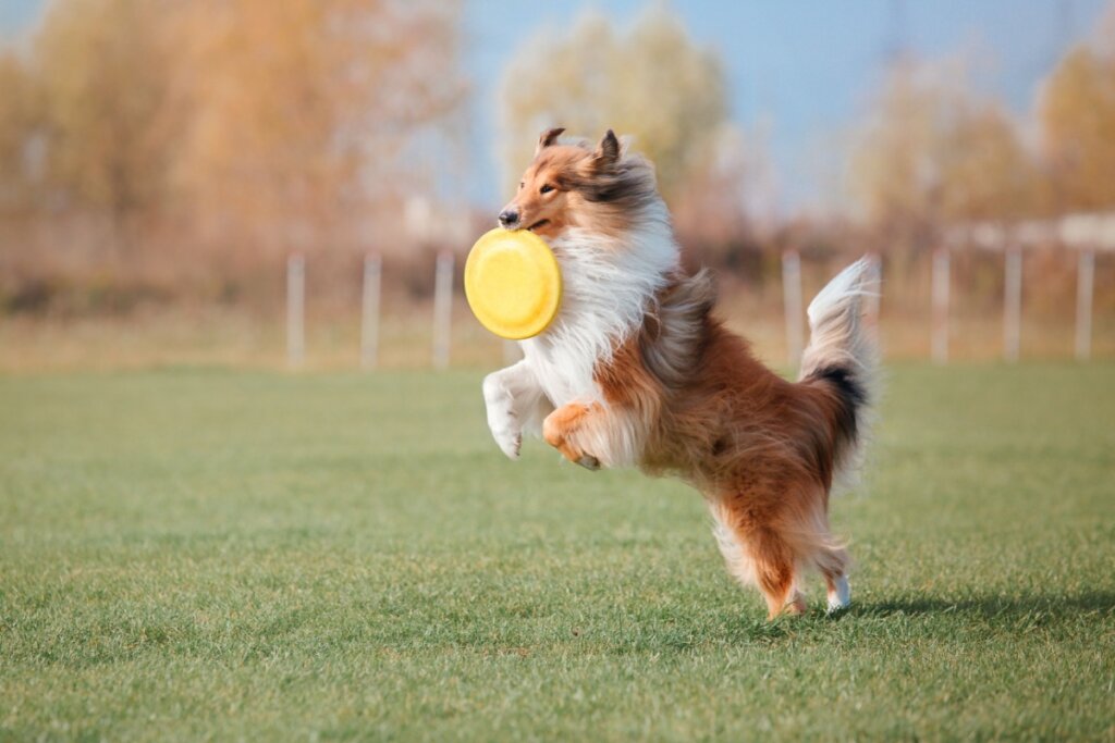 rough collie com um disco na boca e correndo na grama
