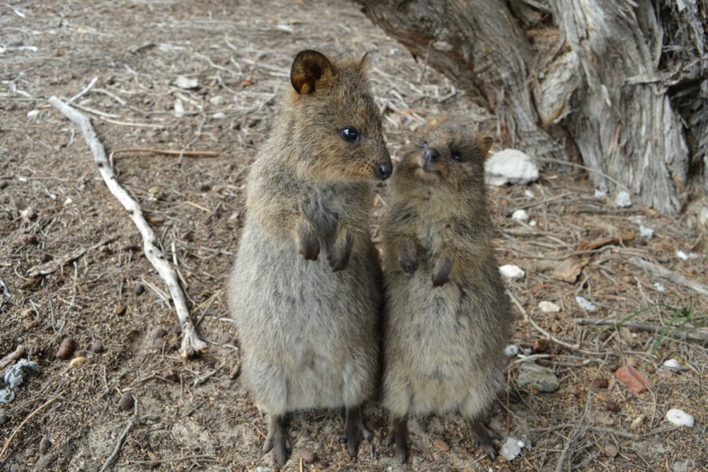 Dois quokka lado a lado ao ar livre 