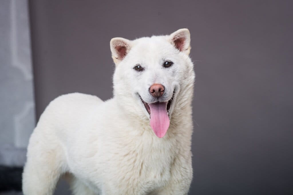 Cachorro branco da raça kishu ken com a língua de fora