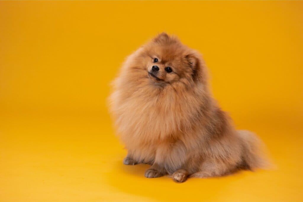 Cachorro da raça lulu-da-pomerânia sentado em um fundo laranja