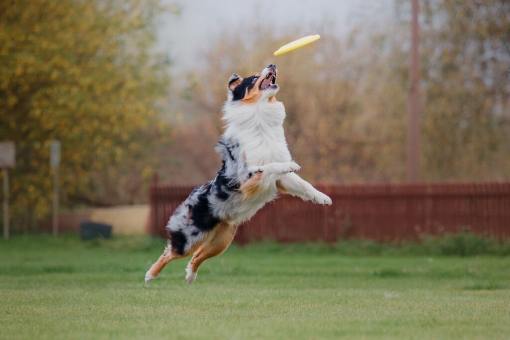 10 nomes ideais para cachorros curiosos